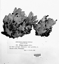 Peltigera malacea image